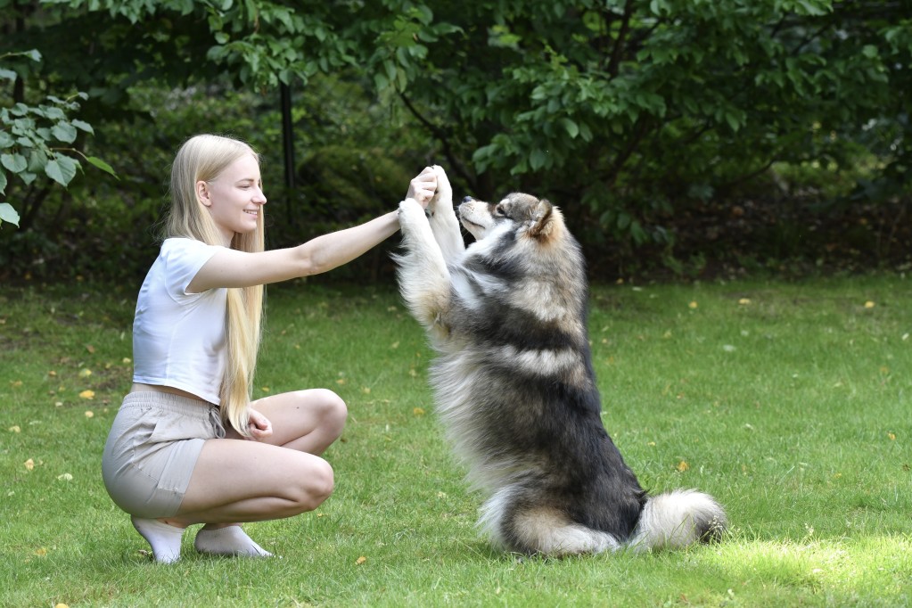 formations travailler animaux