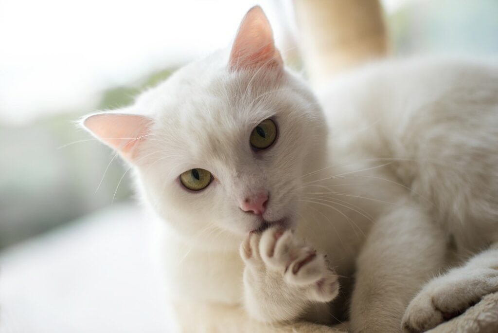 laver un chat