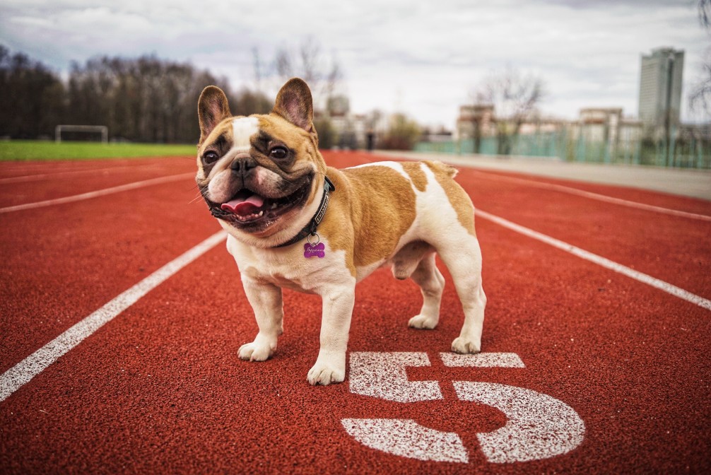 régime alimentaire chien bouledogue français