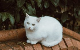 un chat blanc