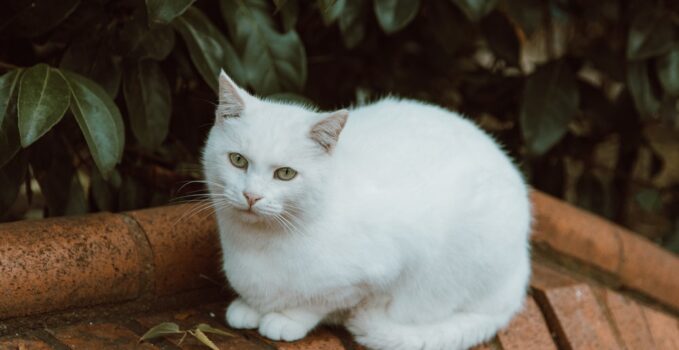 un chat blanc