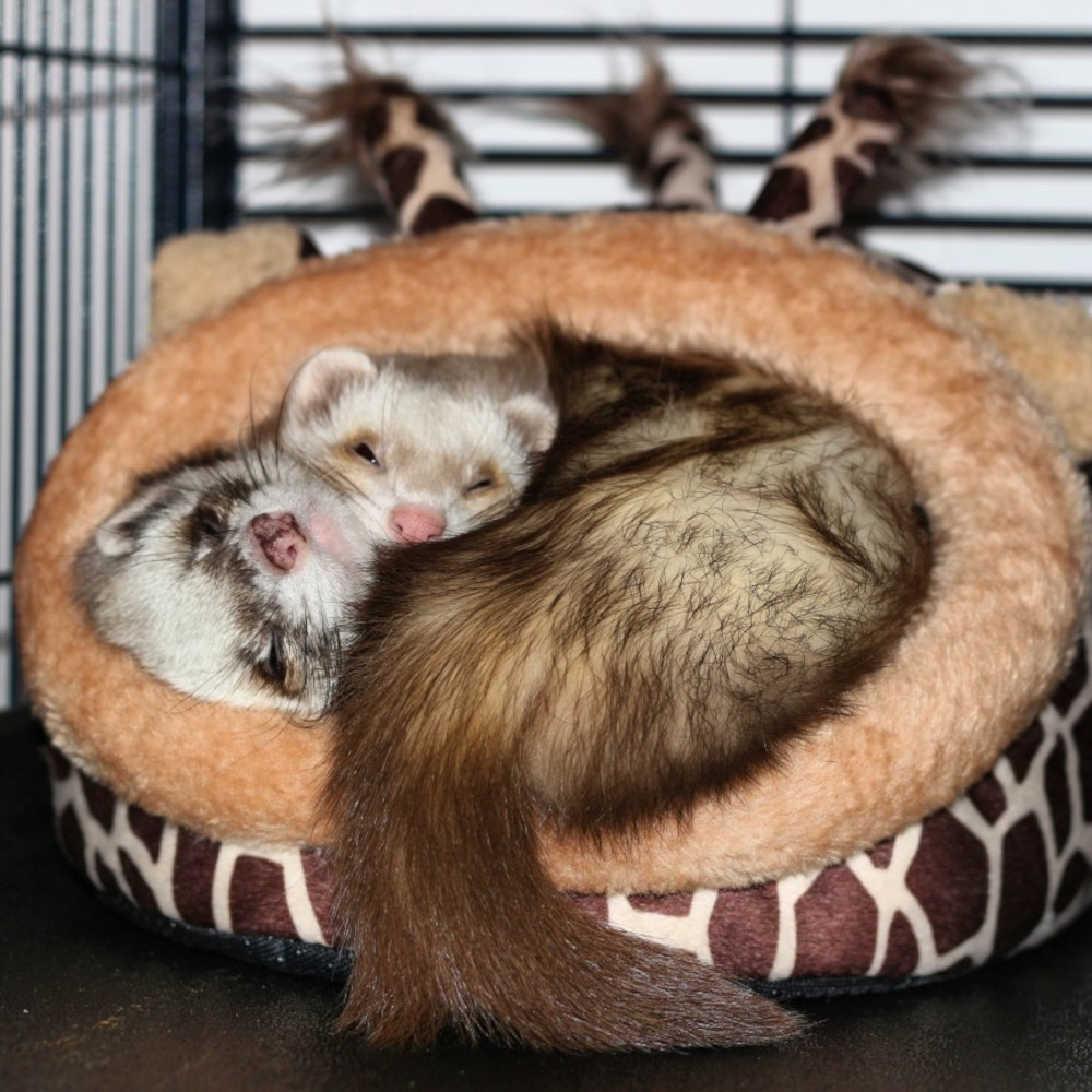 Adopter furet