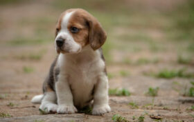 Beagle