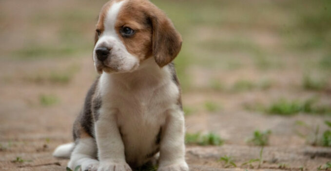 Beagle