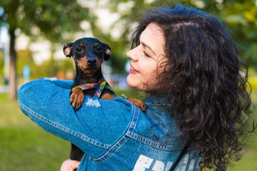 Chien Pinscher Nain