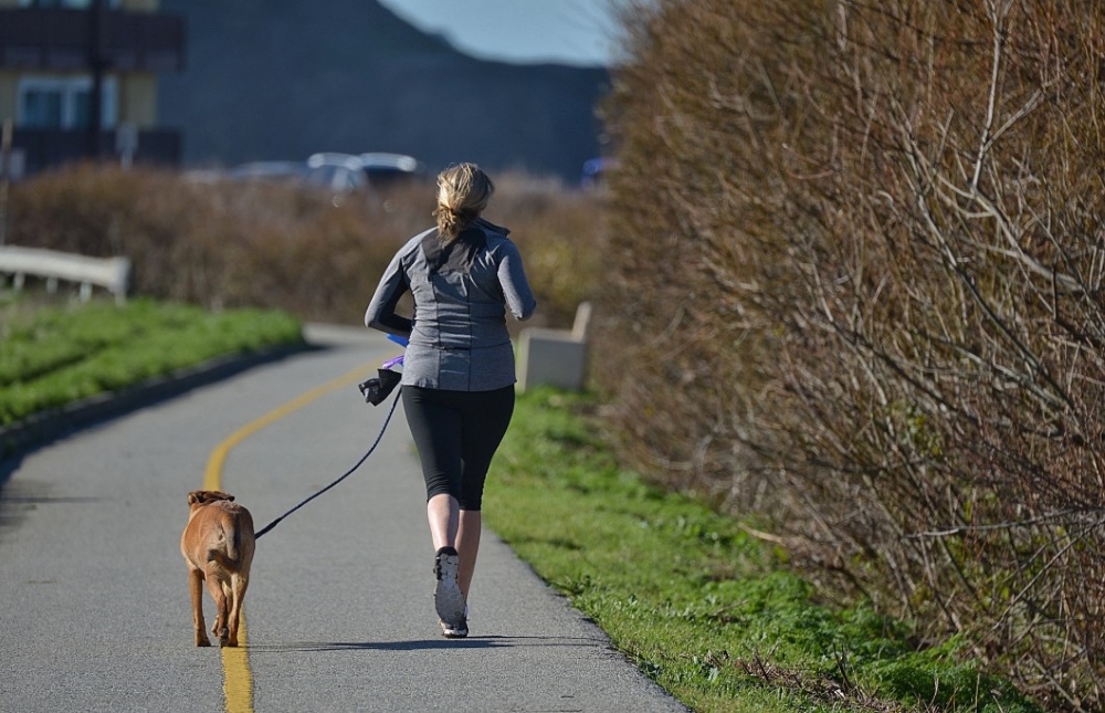 Chien pour courir