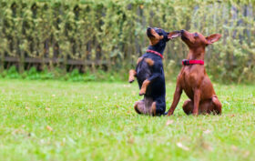 Pinscher Nain