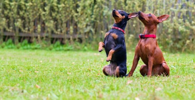 Pinscher Nain