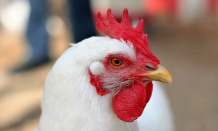 âge d'une poule