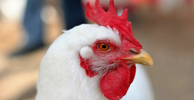 âge d'une poule