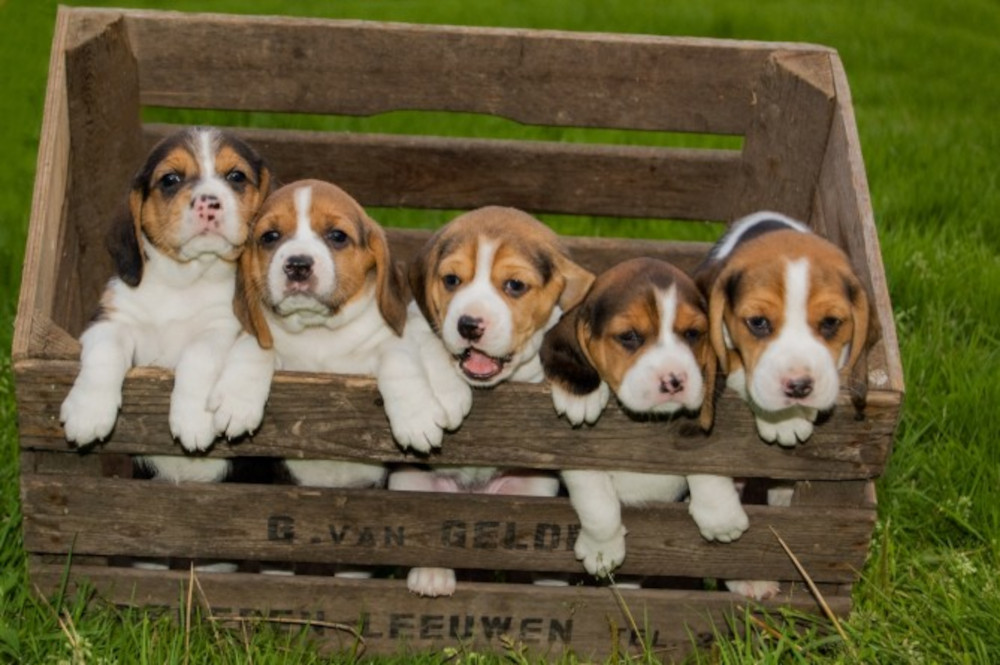 chiot Beagle