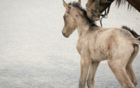 Comment choisir la bonne alimentation pour son jeune cheval ?