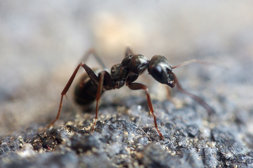 искусственный муравейник
