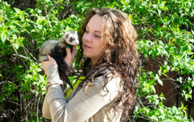 furet de compagnie