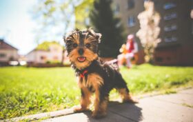 garde chien à Rennes