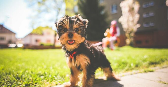 garde chien à Rennes