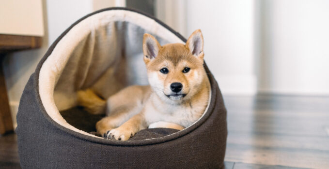 panier pour chien