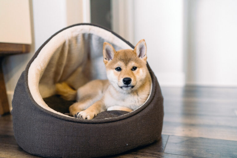 Où trouver comment s'appelle le chien de la photo pix