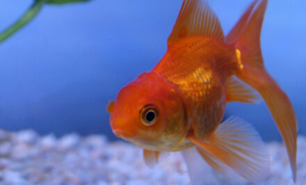 poisson