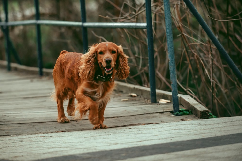 race de chien