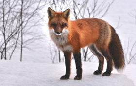 renard