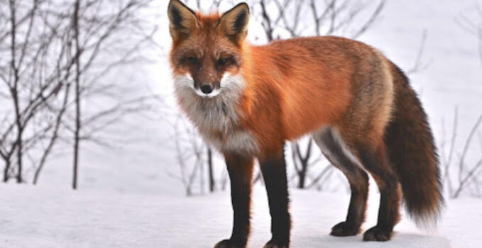 renard