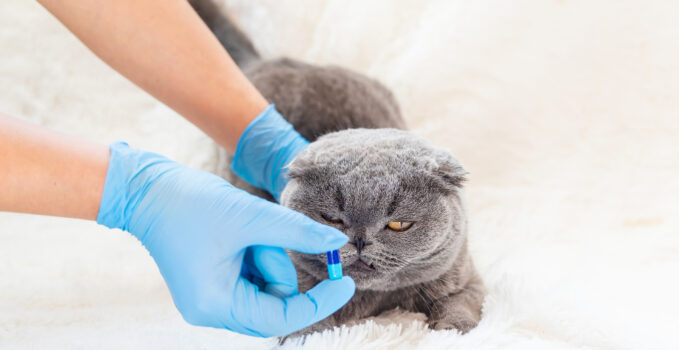 Chat stressé