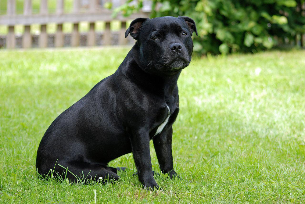 Staffy