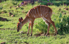 animal nyala