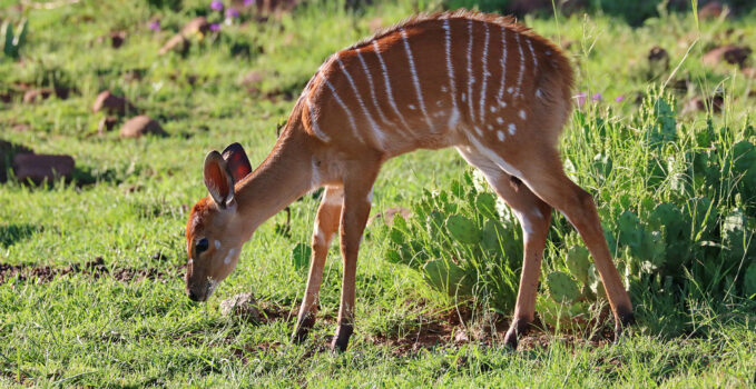 animal nyala