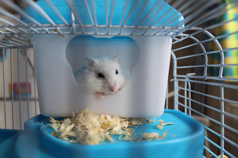 cage hamster