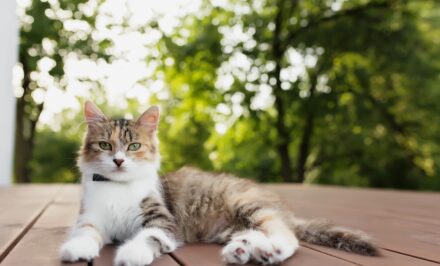 castration chatte