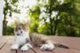castration chatte