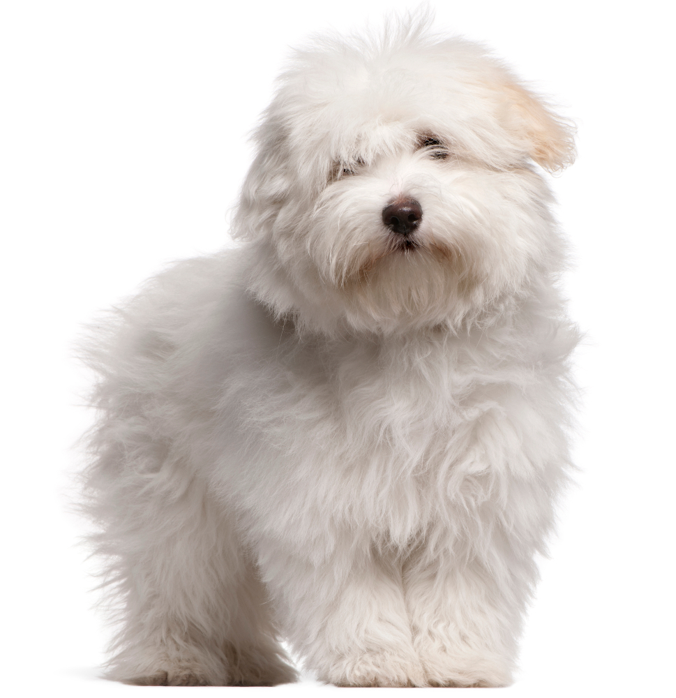 chien coton