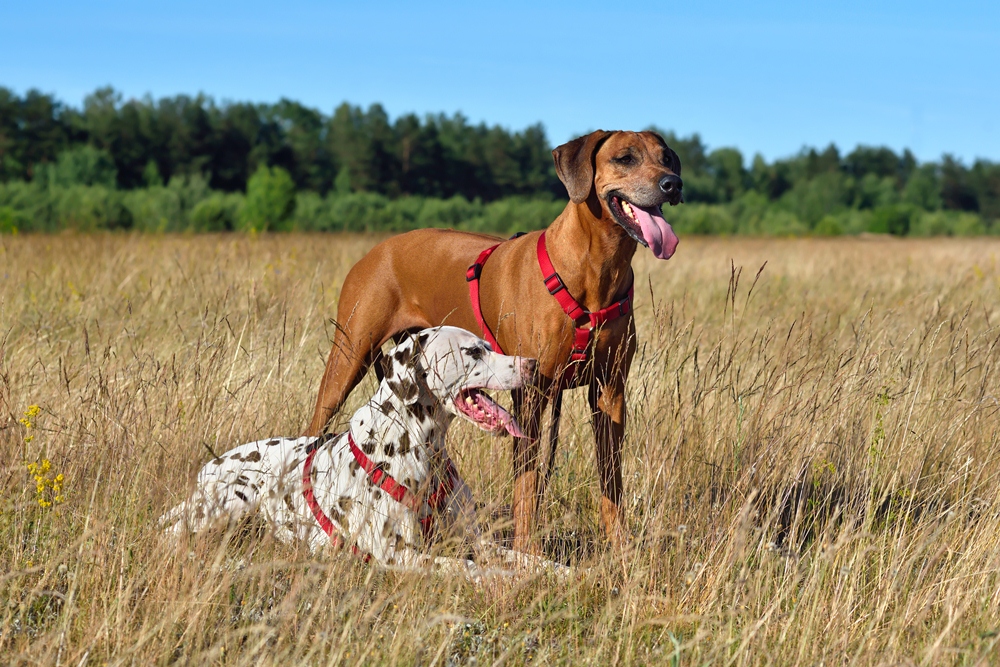 chien de chasse