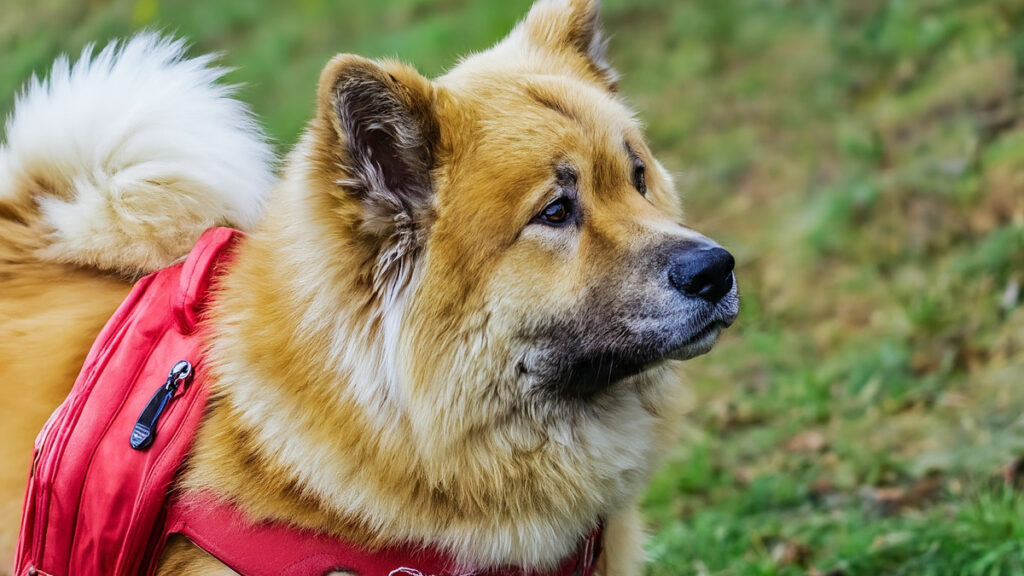 chien eurasier