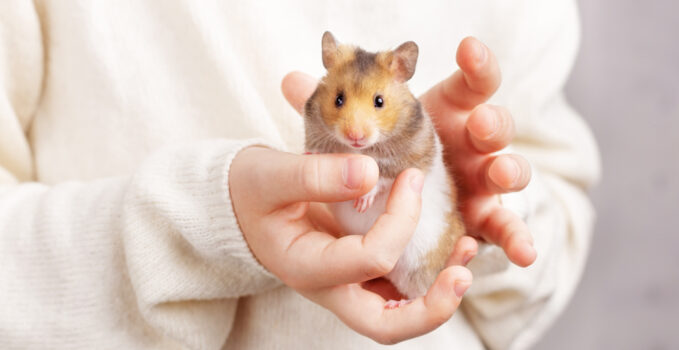 hamster