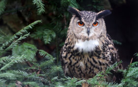 oiseau nocturne