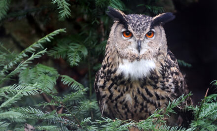 oiseau nocturne