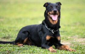 prix beauceron