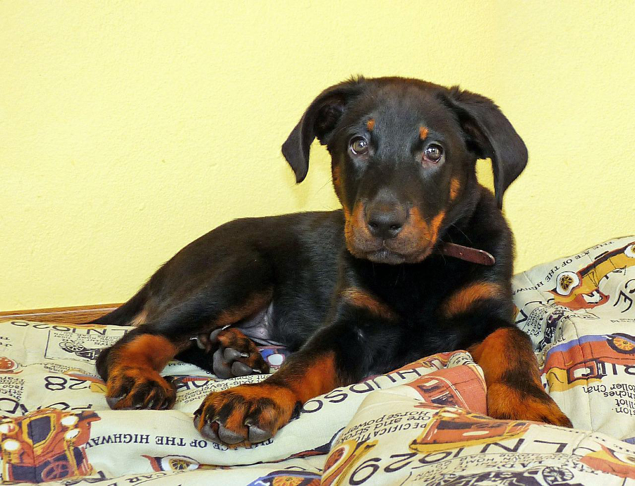 santé beauceron