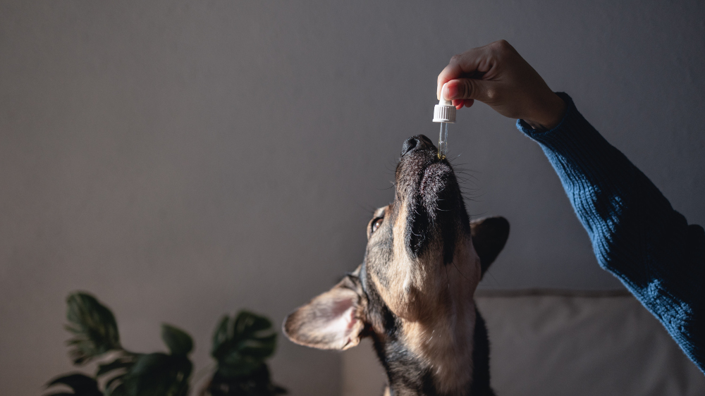 soulager un chien