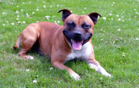 staffordshire bull terrier