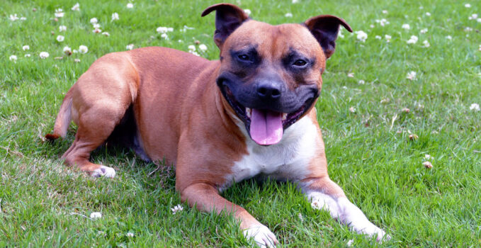 staffordshire bull terrier