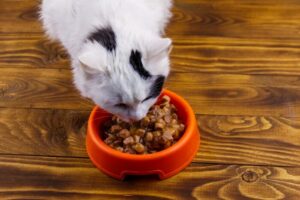 кошачья еда