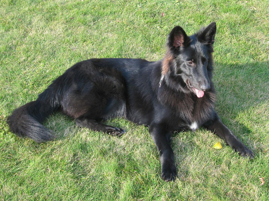 berger groenendael