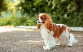 cavalier king charles