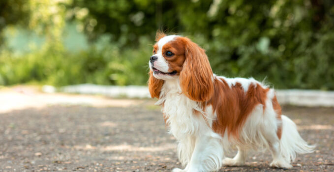 cavalier king charles