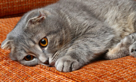 Chat Sauvage Conseils Pour Receuillir Un Chat Errant Dans La Rue