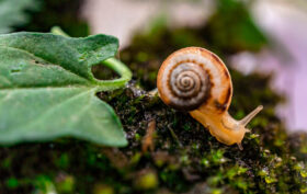 escargot aquarium